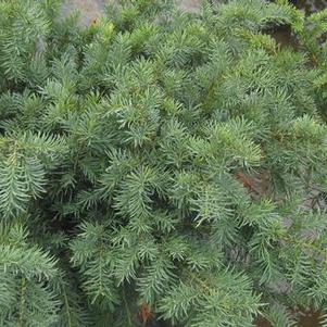 Taxus baccata Repandens