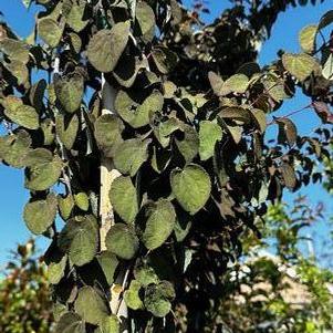 Cercidiphyllum japonicum Red Fox