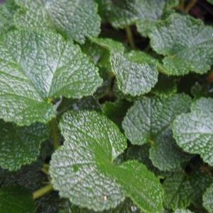 Rubus calycinoides (pentalobus) 