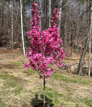 Malus x Showtime - Crabapple from Pleasant Run Nursery