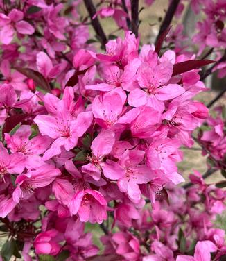 Malus x Showtime - Crabapple from Pleasant Run Nursery