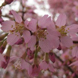 Prunus x Okame