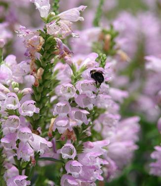 Physostegia virginiana Pink Manners - Obedient Plant (Photo: North Creek Nurseries)