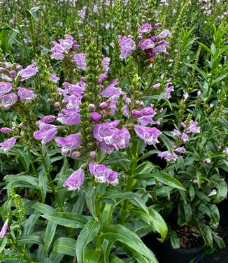 Physostegia virginiana Pink Manners - Obedient Plant