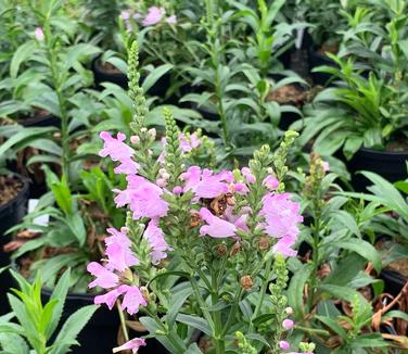 Physostegia virginiana 'Pink Manners' - Obedient Plant from Pleasant Run Nursery