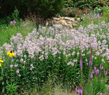 Physostegia virginiana Pink Manners - Obedient Plant (Photo: North Creek Nurseries)