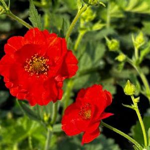 Geum quellyon var. flora plena Blazing Sunset