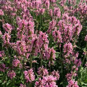 Stachys officinalis Pink Cotton Candy