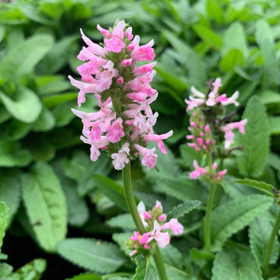 Stachys x Summer Crush - Alpine Betony (Intrinsic Perennial Gardens, Inc.)