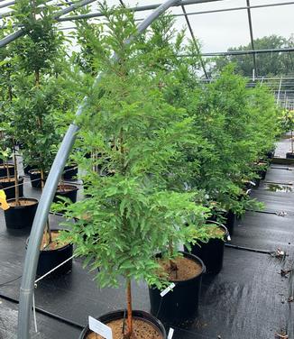 Taxodium distichum Green Whisper - Baldcypress from Pleasant Run Nursery