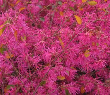 Loropetalum chinensis Zhuzhou Fuchsia - Chinese Fringe Flower 