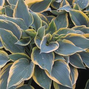 Hosta First Frost