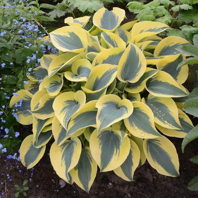 Hosta Autumn Frost - Plantain Lily (Photo Walters Gardens, Inc.)