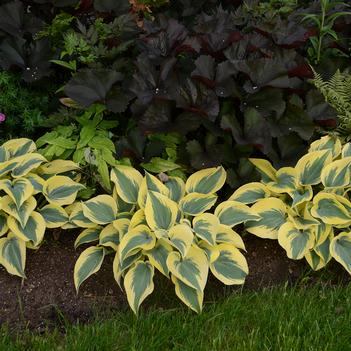 Hosta Autumn Frost - Plantain Lily (Photo Walters Gardens, Inc.)