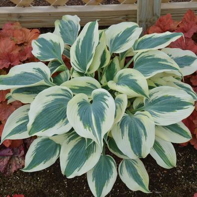 Hosta Blue Ivory - Plantain Lily (Photo Walters Gardens, Inc.)