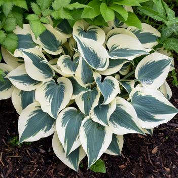 Hosta Blue Ivory - Plantain Lily (Photo Walters Gardens, Inc.)