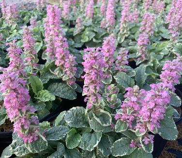 Ajuga reptans 'Pink Lightning' - Bugleweed from Pleasant Run Nursery