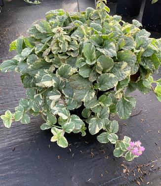 Ajuga reptans 'Pink Lightning' - Bugleweed from Pleasant Run Nursery