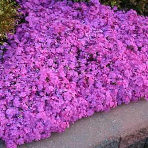 Phlox subulata Drummond's Pink