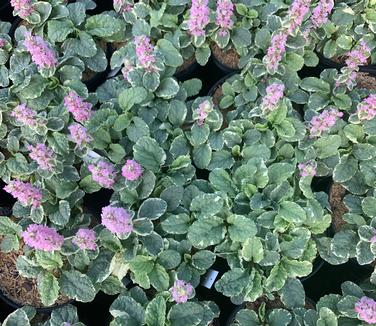 Ajuga reptans 'Pink Lightning' - Bugleweed from Pleasant Run Nursery