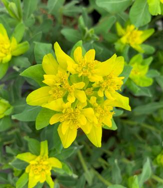 Euphorbia polycroma - Cushion Spurge from Pleasant Run Nursery