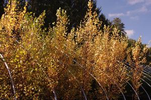 Betula nigra Heritage