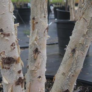 Betula nigra Dura-Heat®