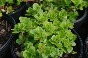 Sedum ternatum 