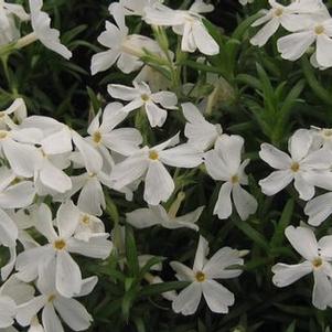 Phlox subulata Snowflake