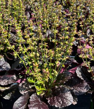 Salvia lyrata 'Purple Knockout' - Lyre-leaf Sage from Pleasant Run Nursery