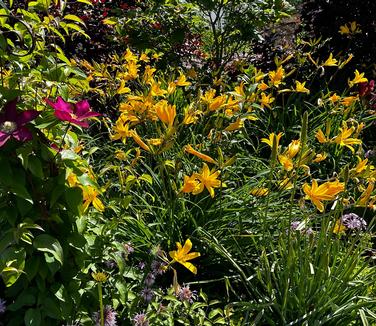 Hemerocallis dumortieri - (Taken May 19th!)