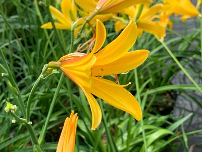 Hemerocallis dumortieri - Daylily- Dumortier's from Pleasant Run Nursery