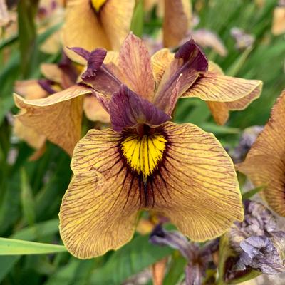 Iris pseudata Yarai - Pseudata Iris from (Photo: Walters Gardens, Inc)