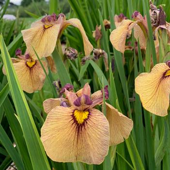 Iris pseudata Yarai - Pseudata Iris from (Photo: Walters Gardens, Inc)