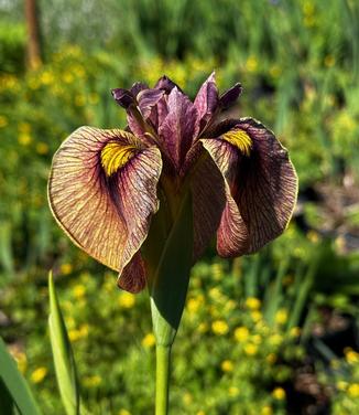 Iris pseudata 'Yarai' - Eye Shadow Iris from Pleasant Run Nursery