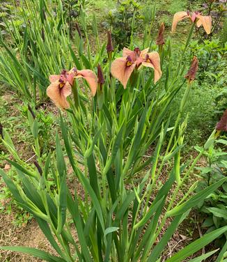 Iris pseudata 'Yarai' - Eye Shadow Iris from Pleasant Run Nursery