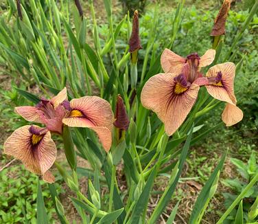 Iris pseudata 'Yarai' - Eye Shadow Iris from Pleasant Run Nursery