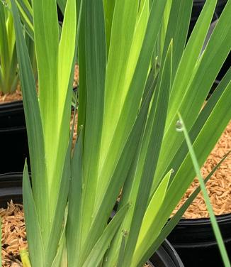 Iris pseudata 'Yarai' - Eye Shadow Iris from Pleasant Run Nursery