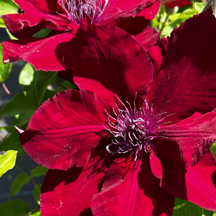 Clematis Nubia™ - Clematis from Pleasant Run Nursery