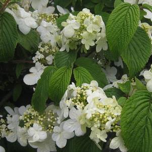 Viburnum plicatum tom. Shasta