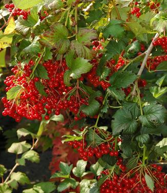 Viburnum trilobum Wentworth - Wentworth Cranberrybush Vib. from Pleasant Run Nursery