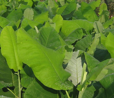 Magnolia macrophylla - Bigleaf Magnolia 