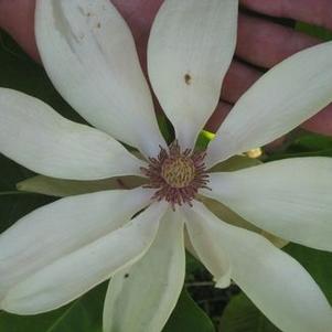 Magnolia tripetala 