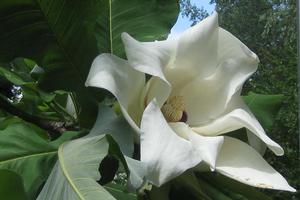 Magnolia macrophylla - Bigleaf Magnolia