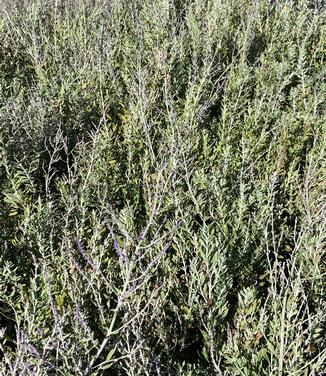 Perovskia atriplicifolia 'Blue Steel' - Russian Sage from Pleasant Run Nursery