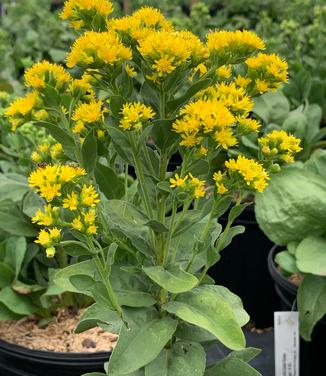 Solidago rigida ssp. humilis 'Golden Rockets' - Goldenrod from Pleasant Run Nursery