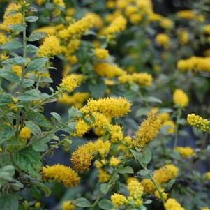 Solidago sphacelata Golden Fleece