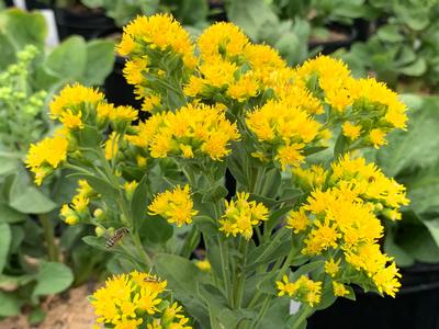 Solidago rigida ssp. humilis 'Golden Rockets' - Goldenrod from Pleasant Run Nursery