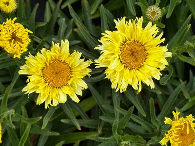 Leucanthemum x superbum 'Goldfinch' - Shasta Daisy from Pleasant Run Nursery