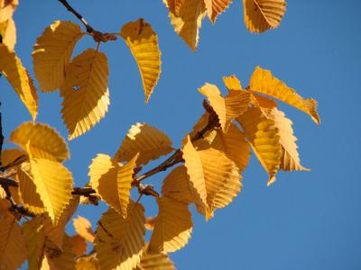 Carpinus betulus Emerald Avenue - (Photo J. Frank Schmidt)